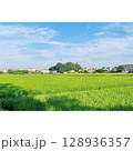 夏、真っ盛り 田んぼ【埼玉県】 128936357