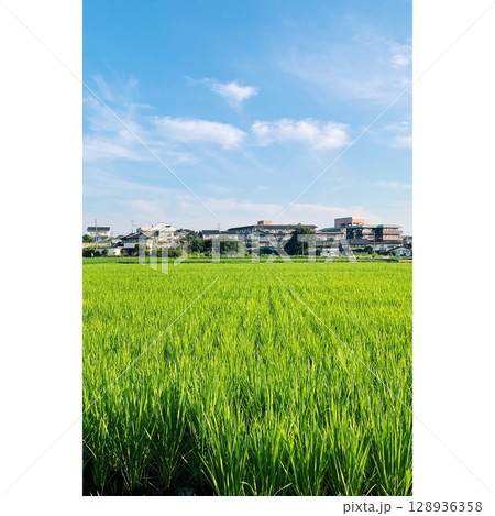 夏、真っ盛り 田んぼ【埼玉県】 128936358