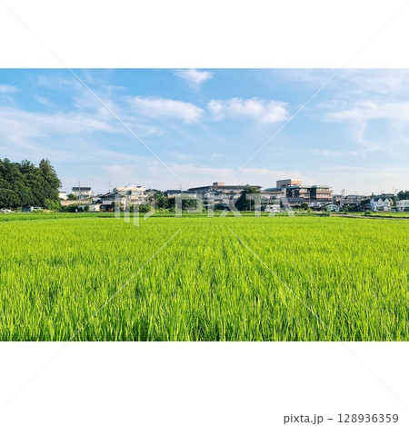 夏、真っ盛り 田んぼ【埼玉県】 128936359