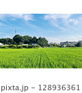夏、真っ盛り 田んぼ【埼玉県】 128936361