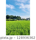 夏、真っ盛り 田んぼ【埼玉県】 128936362