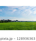 夏、真っ盛り 田んぼ【埼玉県】 128936363
