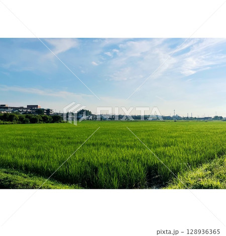 夏、真っ盛り 田んぼ【埼玉県】 128936365