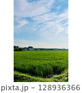 夏、真っ盛り 田んぼ【埼玉県】 128936366