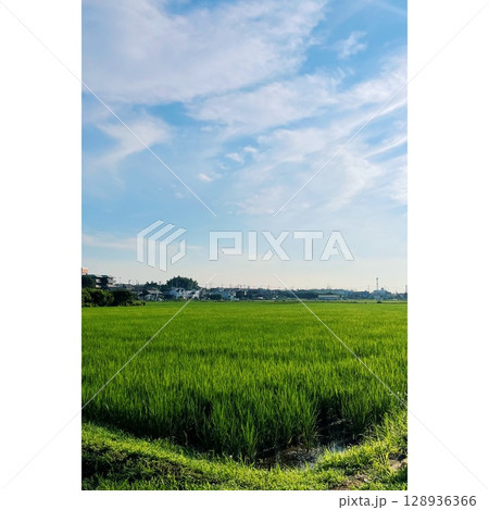 夏、真っ盛り 田んぼ【埼玉県】 夏、真っ盛り 田んぼ【埼玉県】 128936366