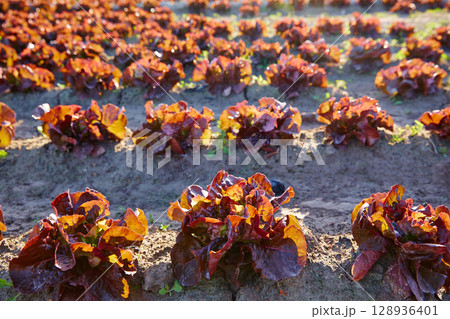 Red oak leaf letucce field in a row Red oak leaf letucce field in a row 128936401