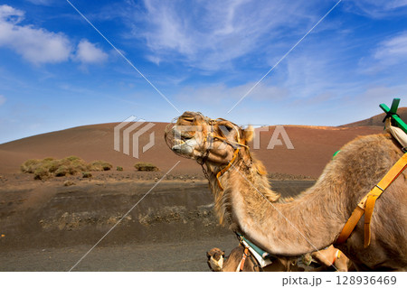 Camel in Lanzarote in timanfaya fire mountains 128936469