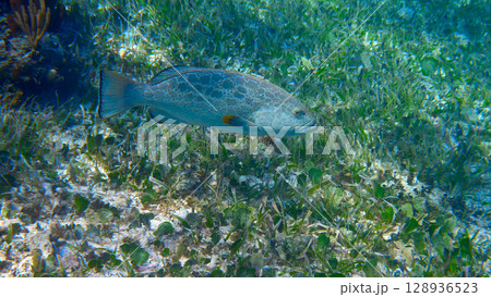 Grouper fish in Riviera Maya at Caribbean Grouper fish in Riviera Maya at Caribbean 128936523