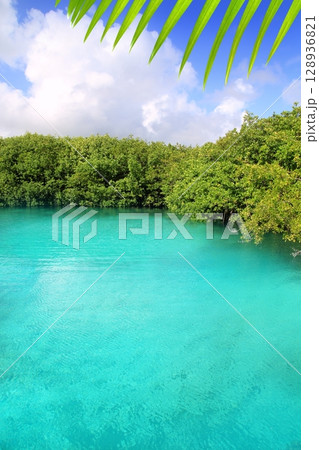 cenote mangrove turquoise water Mayan Riviera cenote mangrove turquoise water Mayan Riviera 128936821