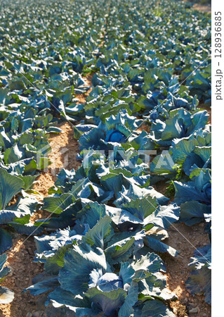 cabbage field in Serranos area of Valencia cabbage field in Serranos area of Valencia 128936885