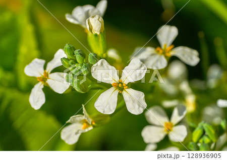 Arugula rucula white flowers detail 128936905