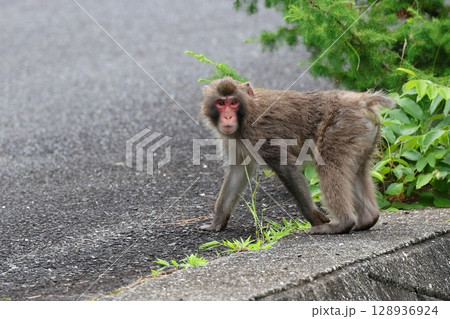 道路に現れた野生の猿 道路に現れた野生の猿 128936924