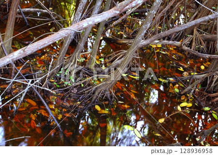 mangrove swamp tropical water detail 128936958