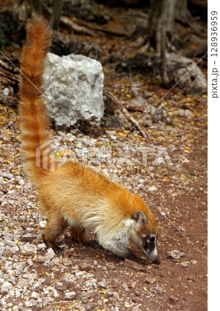 Coati ring Tailed Nasua Narica animal 128936959
