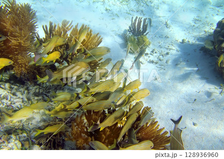 Caribbean reef Grunt fish school Mayan Riviera Caribbean reef Grunt fish school Mayan Riviera 128936960