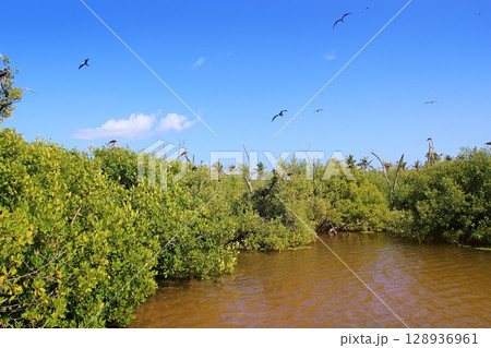 frigate bird reproduction Contoy island mangrove 128936961