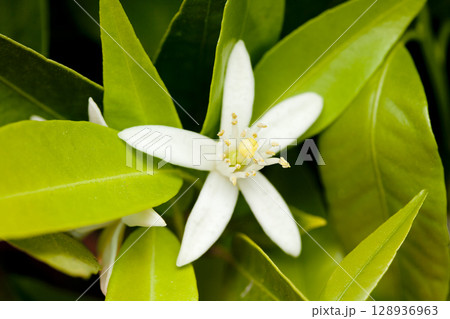 Azahar orange blossom flower macro detail tree 128936963