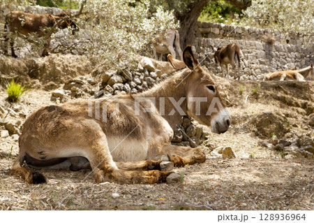 Donkey mule sitting in Mediterranean olive tree 128936964