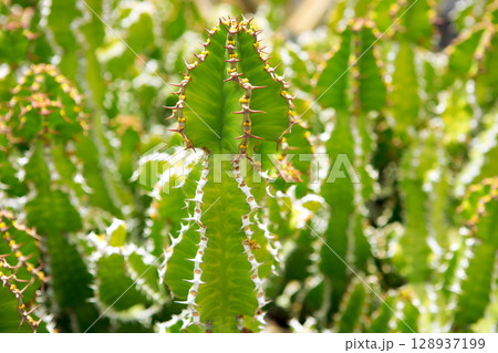 Lanzarote Guatiza cactus garden  Euporbia Pseudocactus 128937199