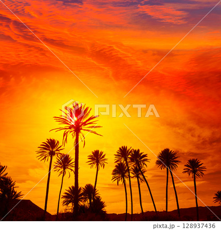 Almeria in Cabo palm trees in Rodalquilar Spain Almeria in Cabo palm trees in Rodalquilar Spain 128937436