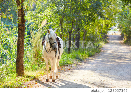 White horse in a forest track relaxed 128937545