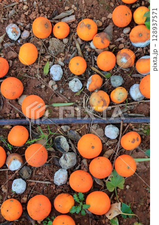 Rotten oranges fallen in floor market price is low Rotten oranges fallen in floor market price is low 128937571