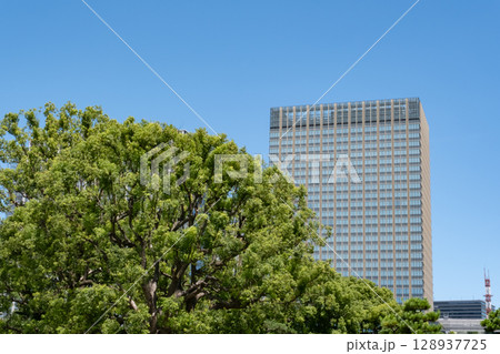 皇居前広場から見た高層ビル 皇居前広場から見た高層ビル 128937725