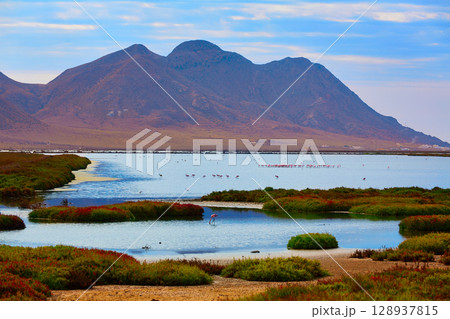 Las Salinas Cabo de Gata Almeria flamingos Spain 128937815