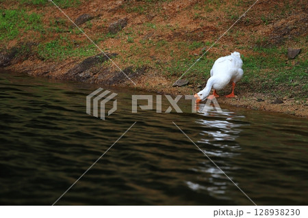 池で水を飲むガチョウ 128938230