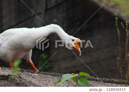 上からこちらを見つめるガチョウ 128938415