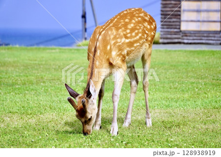 北海道、宗谷岬にいる野生のエゾシカ 128938919