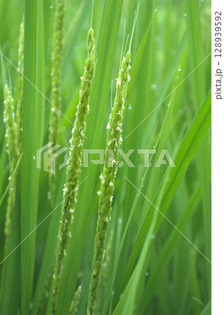 朝露に濡れる稲の花 128939592