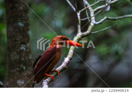 深緑に映える朱色 −リュウキュウアカショウビン− 128940014