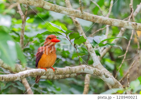 深緑に映える朱色 −リュウキュウアカショウビン− 128940021