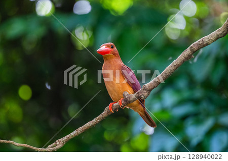 深緑に映える朱色 −リュウキュウアカショウビン− 深緑に映える朱色 −リュウキュウアカショウビン− 128940022