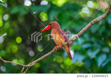 深緑に映える朱色 −リュウキュウアカショウビン− 128940025