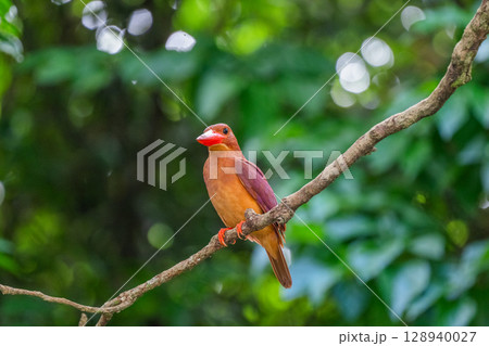深緑に映える朱色 −リュウキュウアカショウビン− 128940027