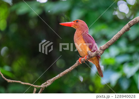 深緑に映える朱色 −リュウキュウアカショウビン− 128940028