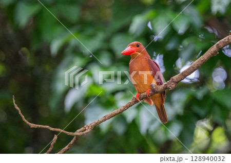 深緑に映える朱色 −リュウキュウアカショウビン− 128940032
