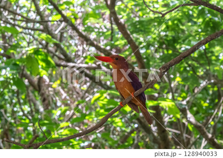 深緑に映える朱色 −リュウキュウアカショウビン− 128940033