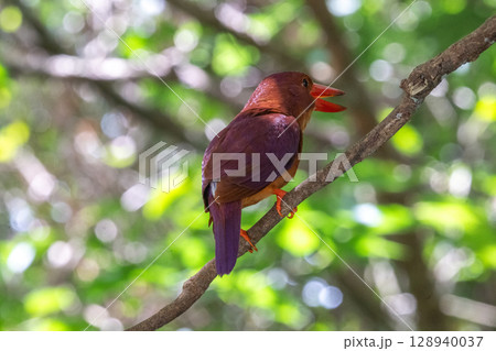 深緑に映える朱色 −リュウキュウアカショウビン− 128940037