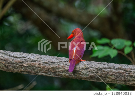 深緑に映える朱色 −リュウキュウアカショウビン− 128940038