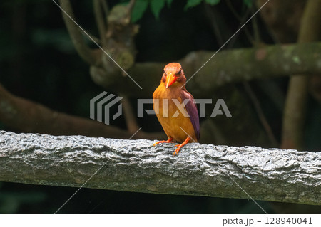深緑に映える朱色 −リュウキュウアカショウビン− 128940041