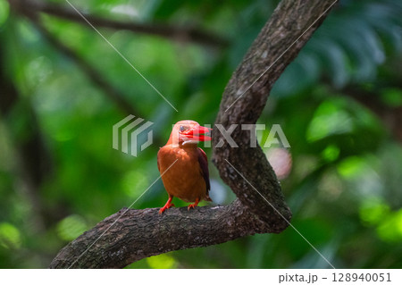 深緑に映える朱色 −リュウキュウアカショウビン− 128940051