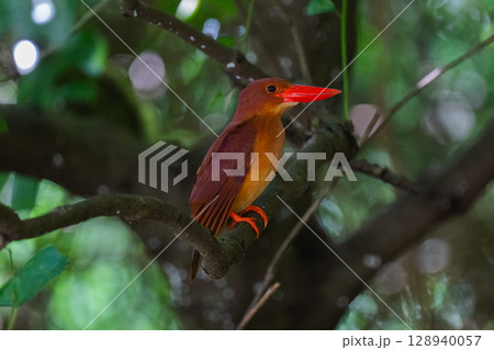 深緑に映える朱色 −リュウキュウアカショウビン− 128940057