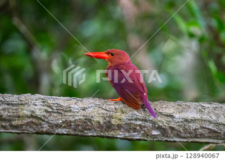 深緑に映える朱色 −リュウキュウアカショウビン− 128940067