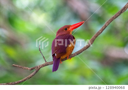 深緑に映える朱色 −リュウキュウアカショウビン− 128940068