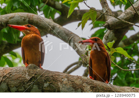 深緑に映える朱色 −リュウキュウアカショウビン− 128940075