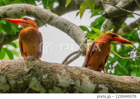 深緑に映える朱色 −リュウキュウアカショウビン− 128940076