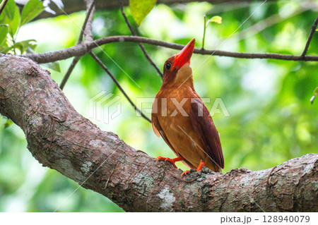深緑に映える朱色 −リュウキュウアカショウビン− 128940079